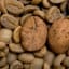 The world's most popular coffee species are going extinct