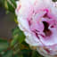 Sunday Stills: Pink Rose