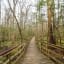 Walking through the flooded forests of Congaree National Park - Travel To Blank Walking Guide