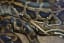 Massive Burmese python close to 18 feet long captured by snake hunter in Florida