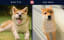 What are The Differences Between an Akita Inu and a Shiba Inu? Two Fascinating Breeds