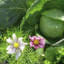 Best Vegetable Companion Planting Guide