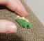 Tiny crochet stegosaurus!