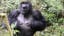 Why Do Gorillas Beat Their Chests?