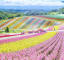 Lavender hills in Japan