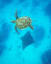 Turtle has a Ray for a shadow. Photo by Robert Irwin, son of Steve Irwin.