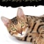 7 Things You Should Know Before Buying a Bengal Cat