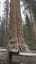 Sequoia. Snowed at General Sherman