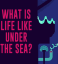 What is life like under the sea?