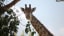 Google Maps User Thinks They've Spotted A Giraffe In A Welsh Garden