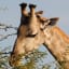 Birds Sleep in Giraffe Armpits, New Photos Reveal
