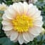 Dahlia ‘Polka’ | Bulb flowers, Dahlia flower, Beautiful flowers