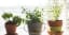 Supplies to start your own indoor, hydroponic garden