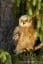 Eurasian Eagle-Owl, Bubo bubo, Výr velký | Eurasian eagle owl, Owl, Pet birds