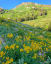 Peak Wildflowers near Alta, UT (Cecret Lake Trail)