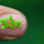 This teeny tiny fern may hold a key to lowering global temperatures