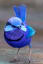 A Strikingly Blue Superb Australian Fairy-Wren