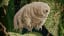 The Tardigrade, otherwise known as the Water Bear is one of the most badass animals on earth. These guys are known for resilience and are said to be able to adapt to the most extreme of environments, more than any other animal on earth. They have been exposed to outer space and survived, metal.