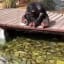 This Chimp admiring and feeding the fish