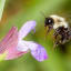 Bee Flower Choices Altered by Exposure to Pesticides