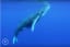 How Drones Catch Whale Snot for Biology Research - How Drones Catch Whale Snot for Biology Research