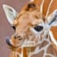 It is generally assumed that the front part of giraffe’s tongue has such dark coloration to protect it during frequent sun exposure while eating and prevent the tongue from getting sunburned.