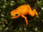 Biologists Discover New Species of Glowing Pumpkin Toadlet