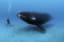 A bowhead whale can live to 200+ years