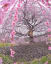 A 200-year-old cherry tree in Japan
