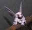 The recently discovered 'poodle moth'
