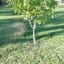 Fertilizer Tips: How to Fertilize Your Trees?