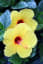Picasa Web Albums - Carolyn - LongwoodMay2012 | Hibiscus plant, Flower seeds, Bonsai flower