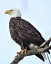Ottawa National Wildlife Refuge in Ohio, is home to a healthy population of bald eagles. This national symbol is one of the greatest conservation success stories in America, thanks in part to those dedicated to preserving wildlife, as well as the Endangered Species Act!