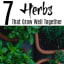 7 Herbs That Grow Well Together In Pots And Containers