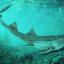 Ancient 'Galagadon' shark sported teeth shaped like Galaga spaceship