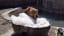 This bear at the Denver Zoo could not resist taking a bubble bath