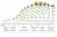 Sunflower Growth Timeline and Life Cycle - with chart and images