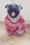For The Love Of PUG | Hunde pullover, Hundepullover, Süßeste haustiere