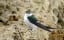 Collapse of desert bird populations likely due to heat stress from climate change