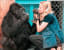 Koko the gorilla, born 1971, was able to use sign language and understand spoken English; she was capable of rhyming and had her own pet kitten, which she named 'All Ball'.