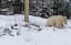 Meet Nakoda, Banff's Ultra-Rare White Grizzly