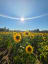 Sunflower Fields. Oregon 2020.