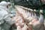 Biden Administration Freezes Proposed Line Speed Increases in Poultry Plants
