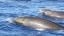 Beaked whales may evade killer whales by silently diving in sync
