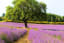 One Day Itinerary en Provence France - Finding the perfect Lavender Fields