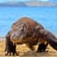 Saving The Komodo Dragons! Komoto Island Closed To Protect These Amazing Creatures!