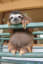 Baby Sloth 🦥