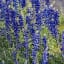 Big Bend National Park Welcomes Biggest Bluebonnet Bloom in Years