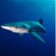 The blue sharks to 13ft long. Young blue sharks are preyed upon by larger pelagic predators. White sharks and shortfin mako sharks are a few of the animals that prey on adult blue sharks.