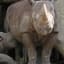 This rhino is getting hilariously mom-shamed for breastfeeding in public